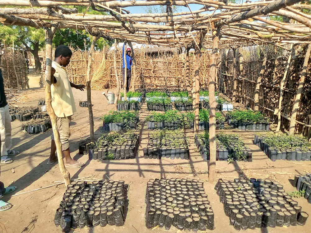 Two men monitoring trees in a nursery