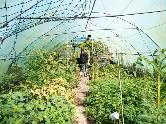 A worker in a greenhouse